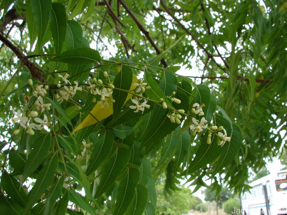 Azadirachta indica A.Juss.